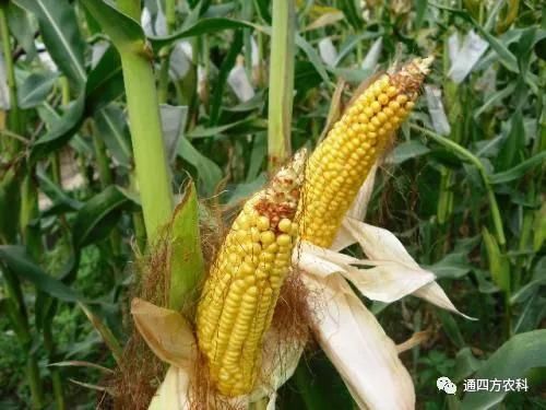 ���׶d���c�՗U��ԭ����