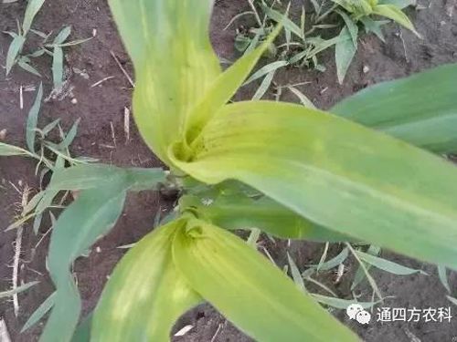 ���הQ����ô�k����ץ�o��Q��(hu��)Ӱ푮a(ch��n)��!!!